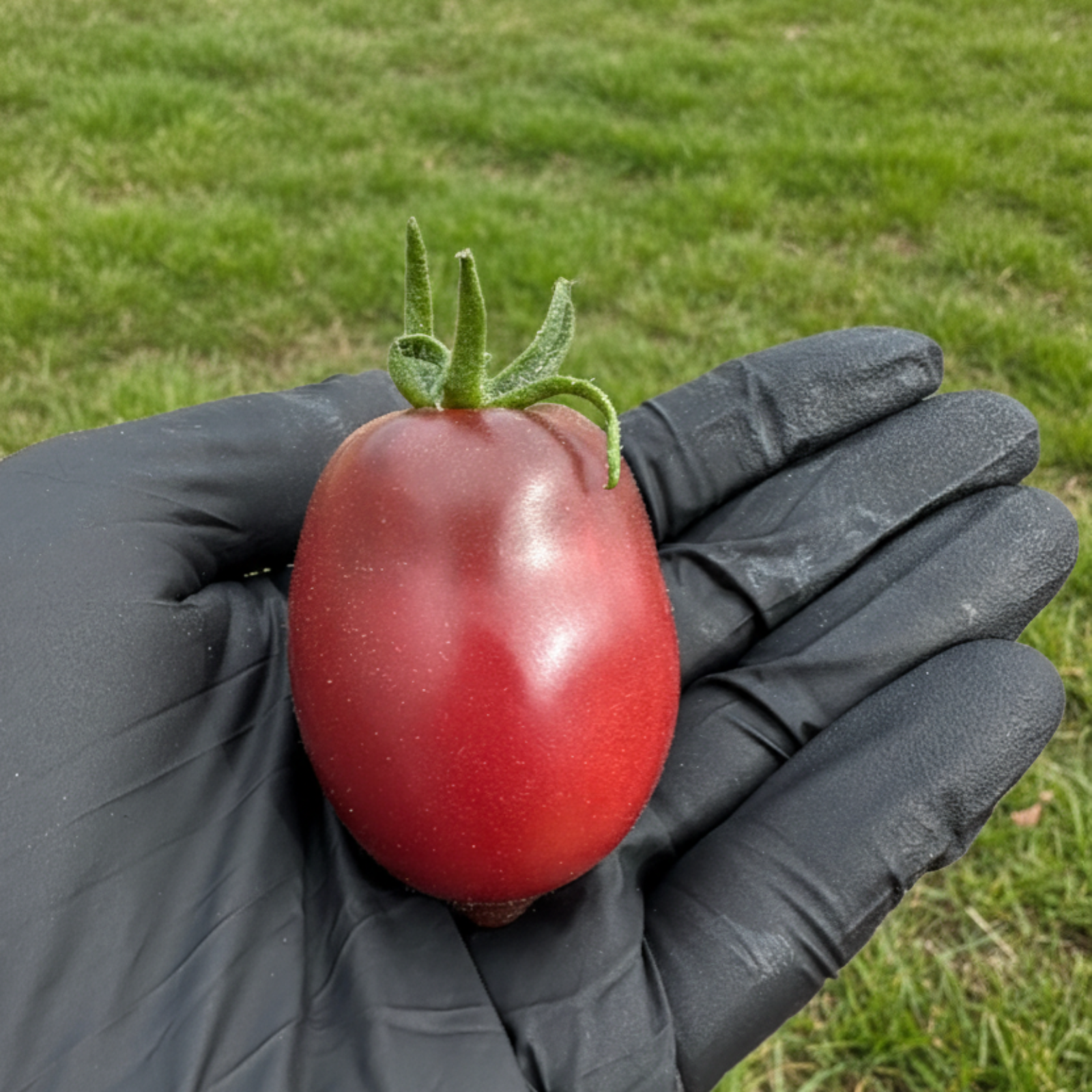 Ukrainian Purple Tomato Seeds
