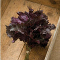 Red Shiso