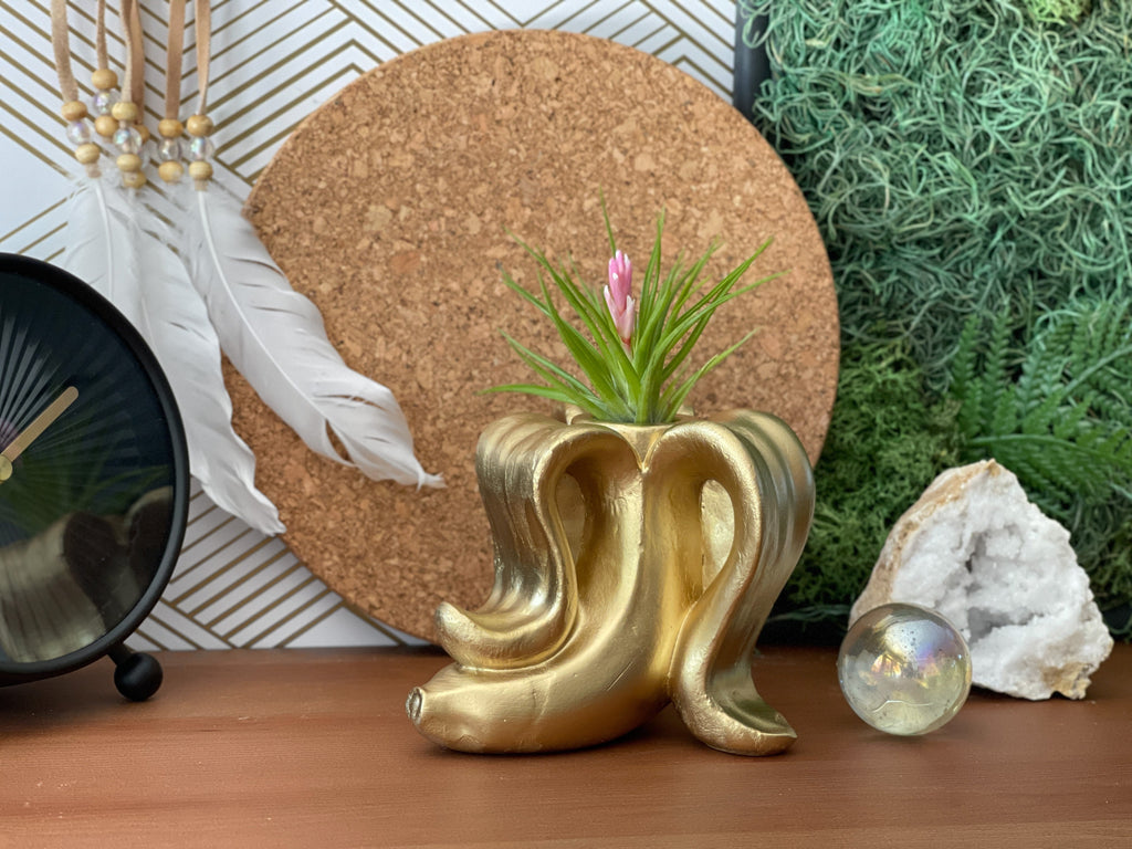 Banana Air Plant Holder