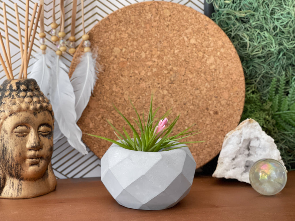 Geometric Air Plant Holder