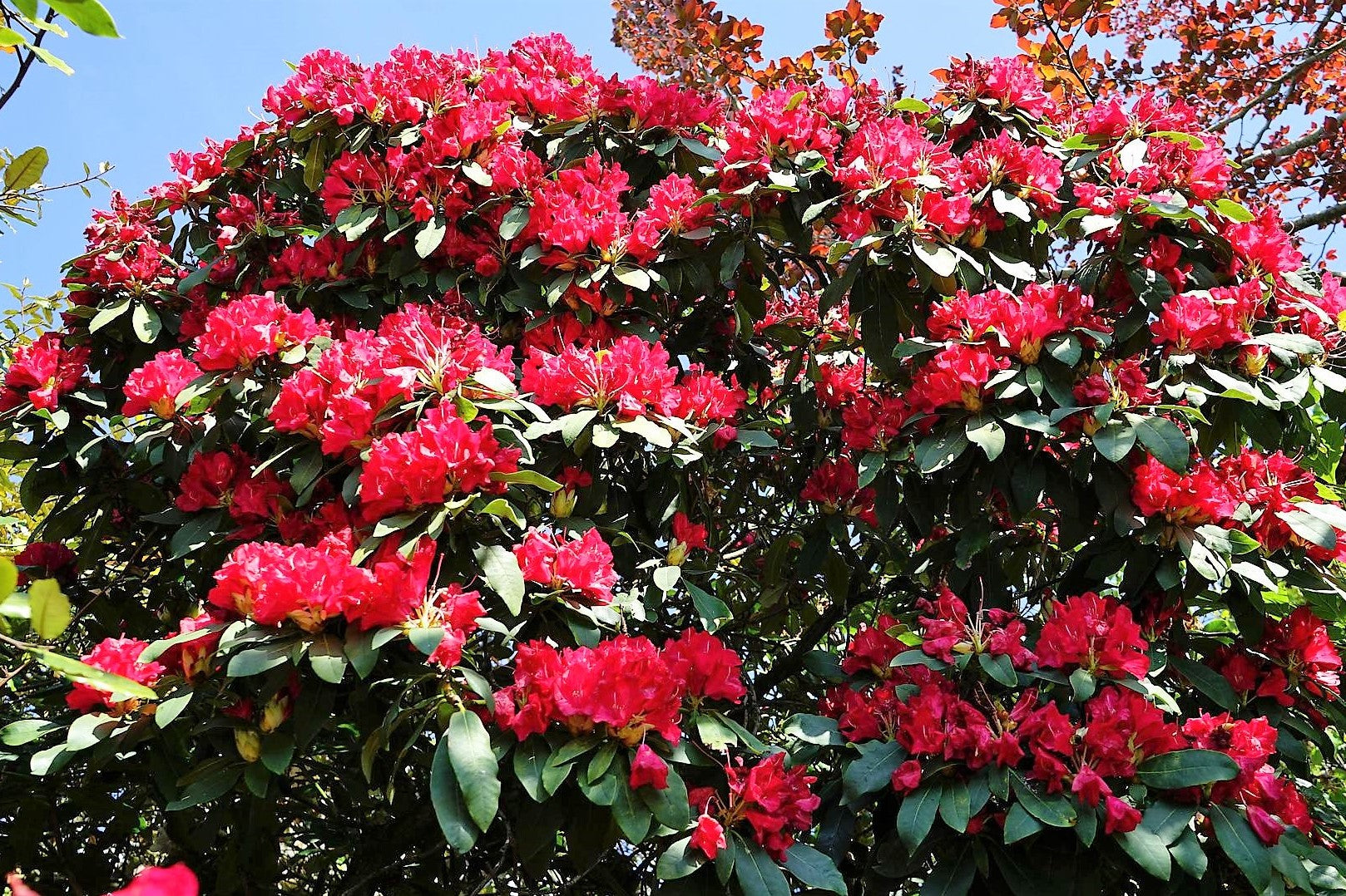 50 MIXED HYBRIDS RHODODENDRON spp. Mixed Colors - Red, Pink, Purple, White, Yellow, Orange Flower Sun or Shade Bush Shrub Seeds