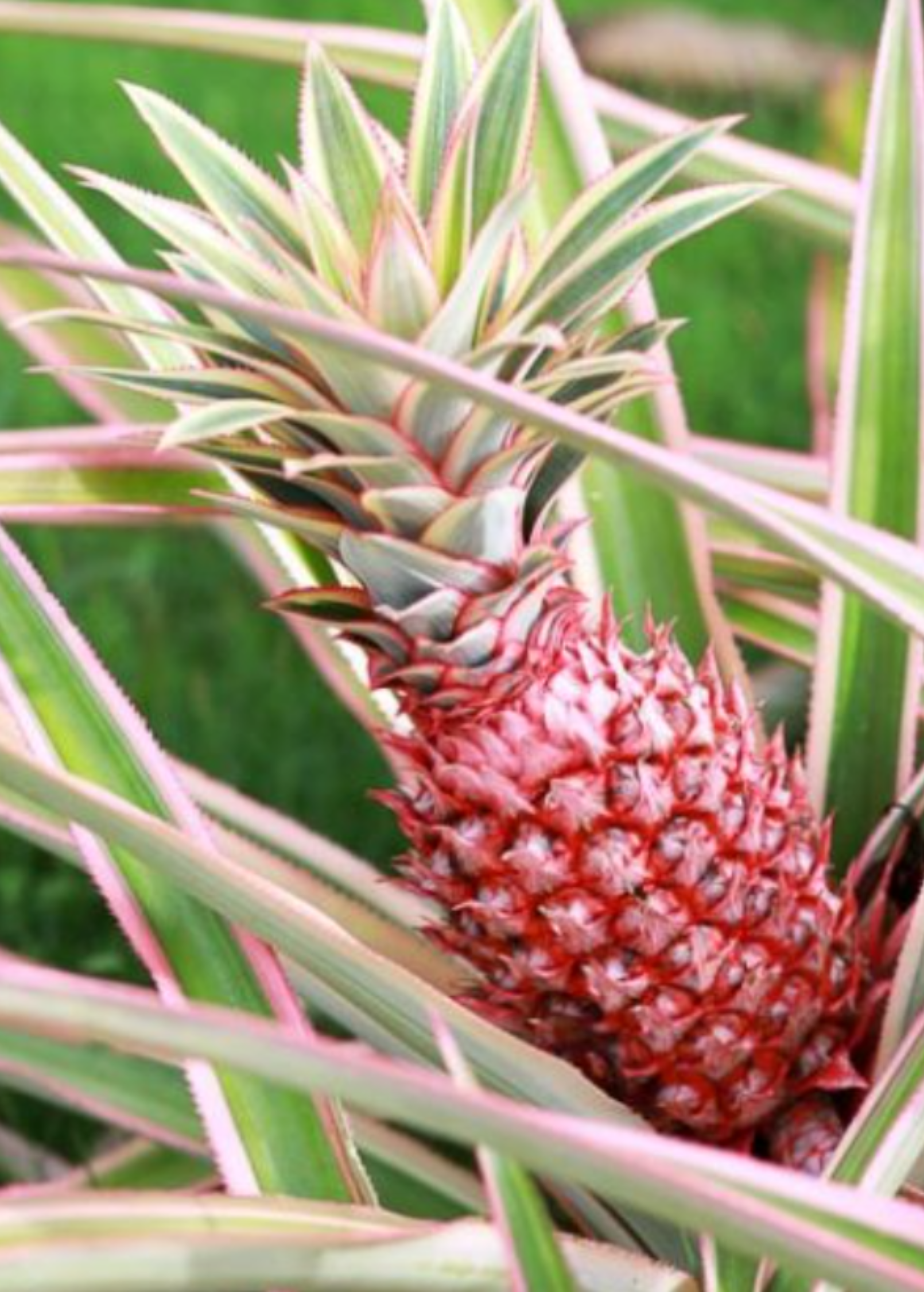 Pineapple Bundle: 'White Jade', 'Variegated Juicy', & 'Elite Gold'