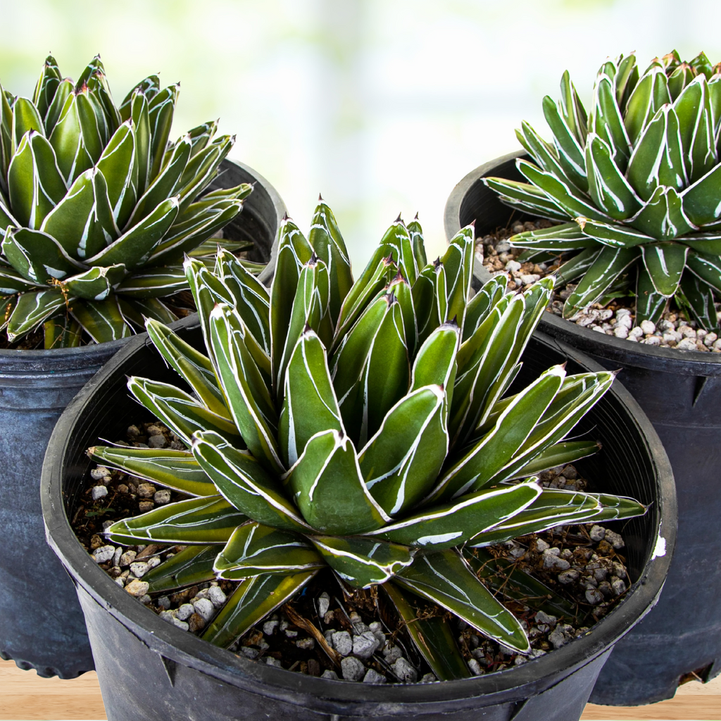 Variegated Queen Victoria Agave