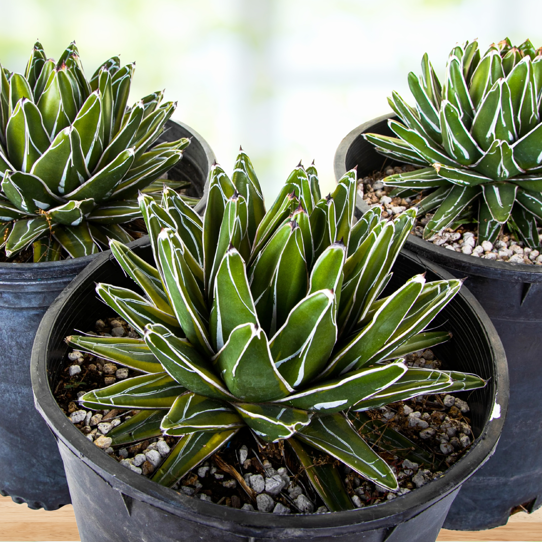 Variegated Queen Victoria Agave
