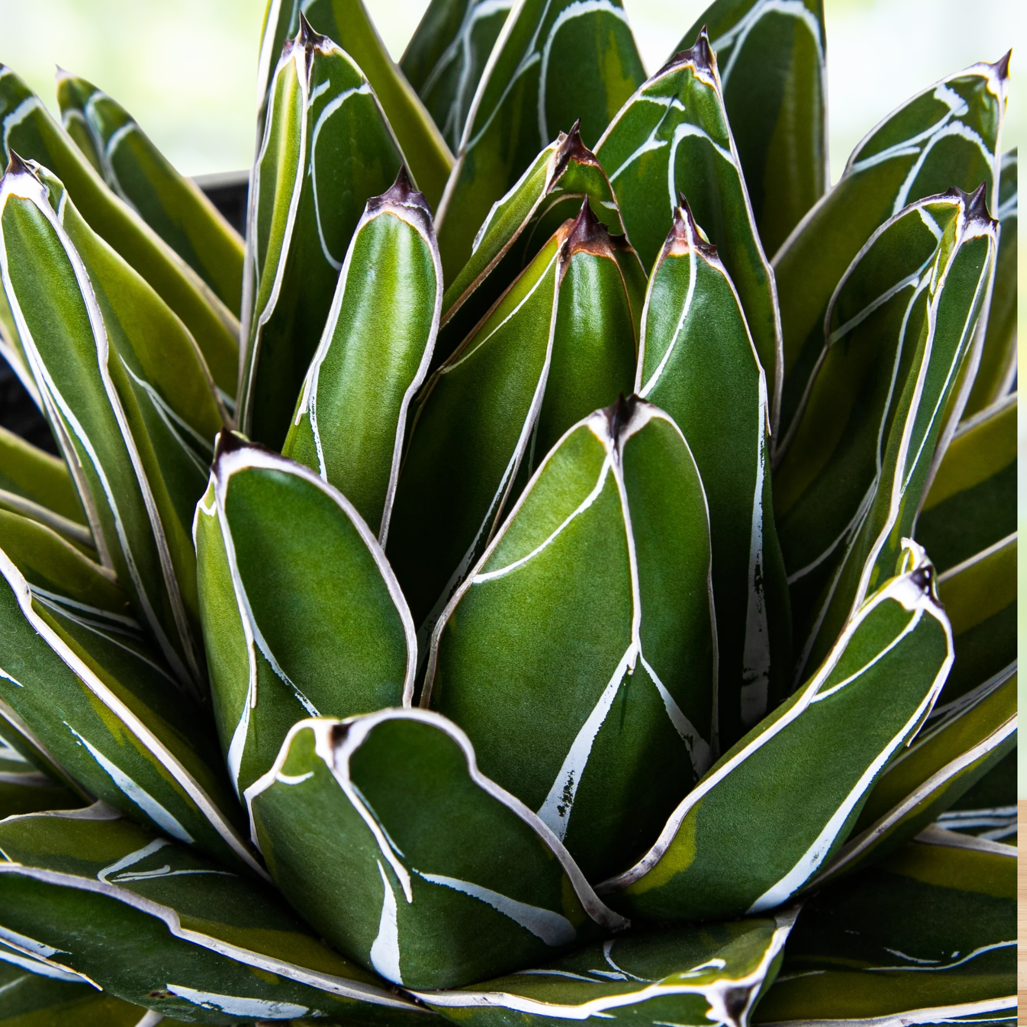 Variegated Queen Victoria Agave