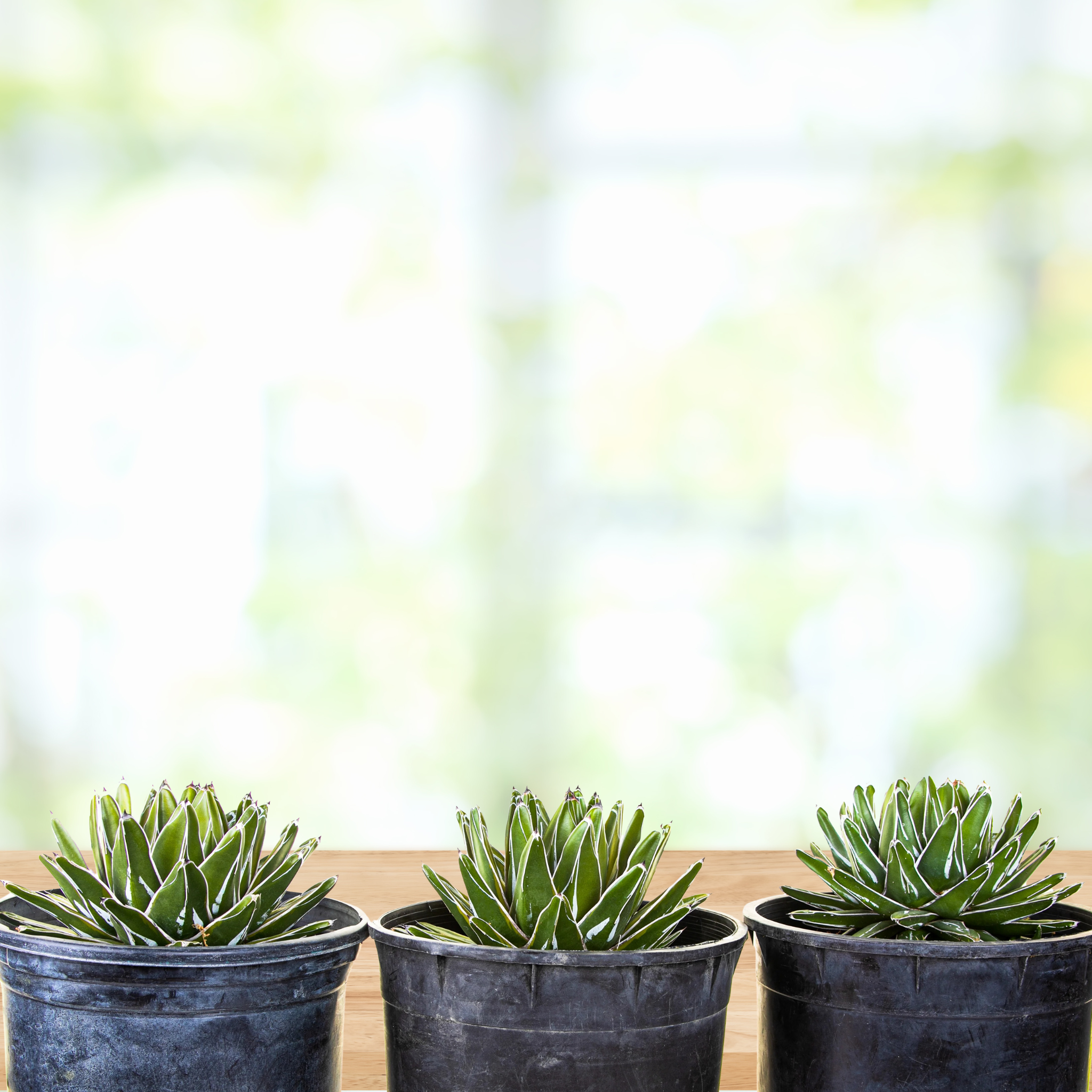 Variegated Queen Victoria Agave