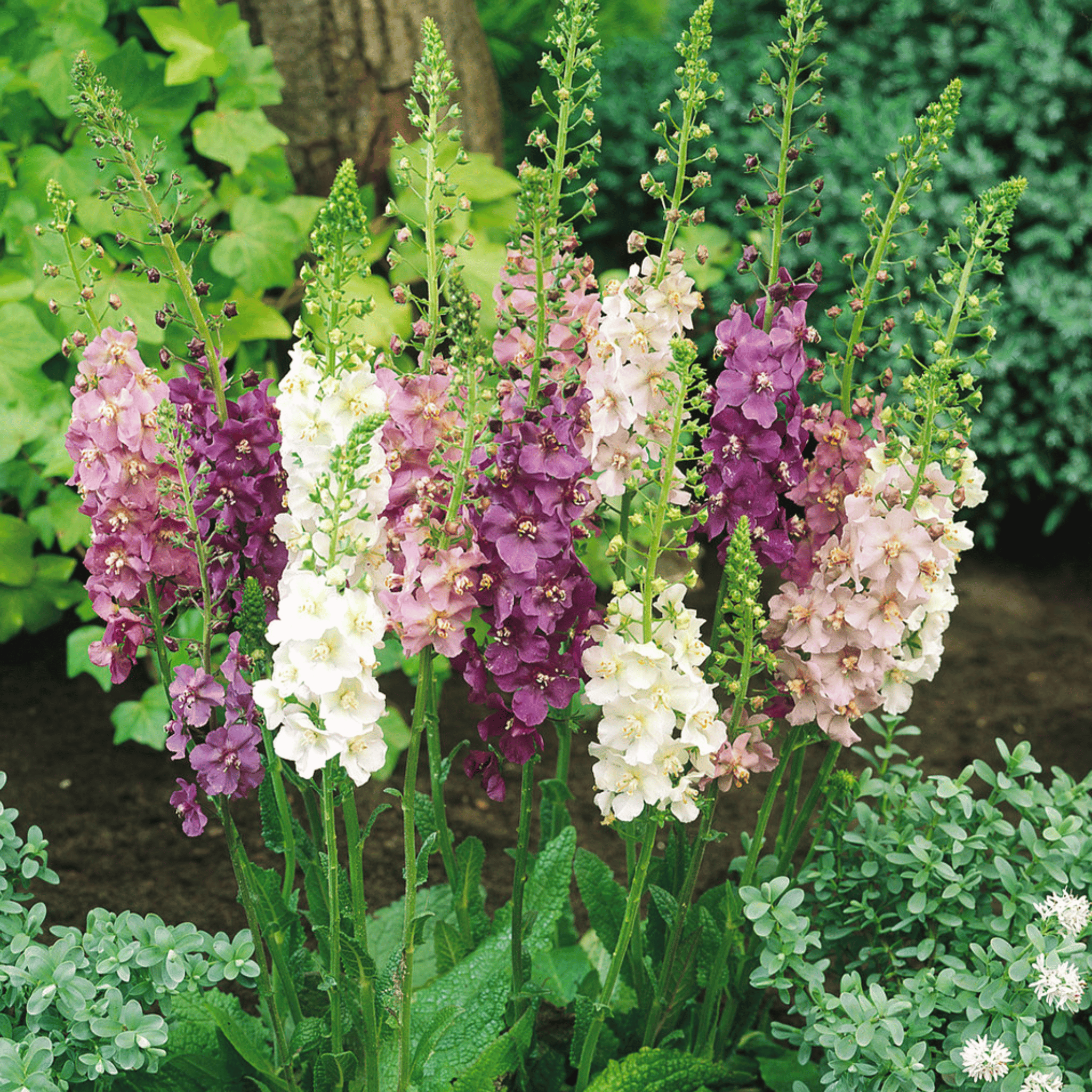 Verbascum Mullein Mix – 100 Seeds