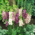 Verbascum Mullein Mix Seeds – Heirloom Perennial with Purple, Pink & White Saucer-Shaped Flowers, 100 Seeds