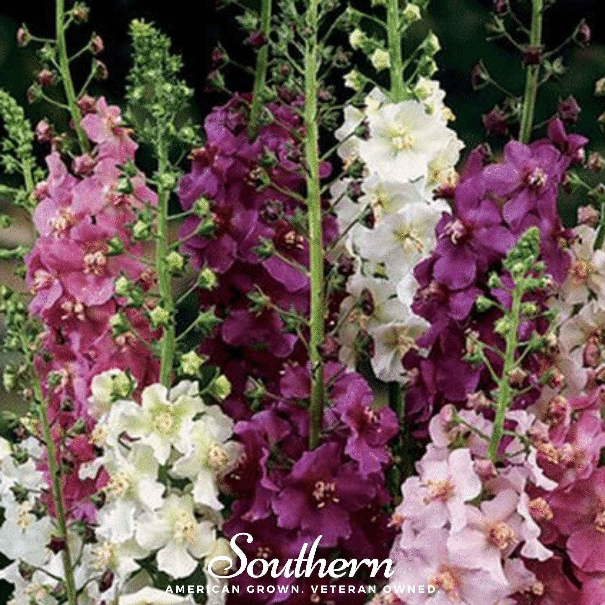 Verbascum Mullein Mix – 100 Seeds