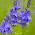 Royal Blue Veronica Seeds – Heirloom Perennial, Vibrant Blue Flowers, Pollinator Friendly, 50 Seeds