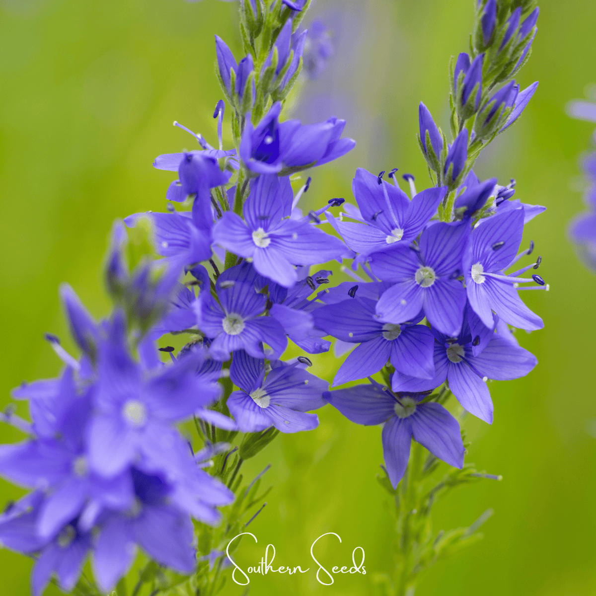 Royal Blue Veronica Seeds – Heirloom Perennial, Vibrant Blue Flowers, Pollinator Friendly, 50 Seeds