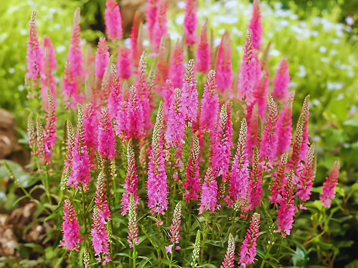 Veronica Skyward™ Pink