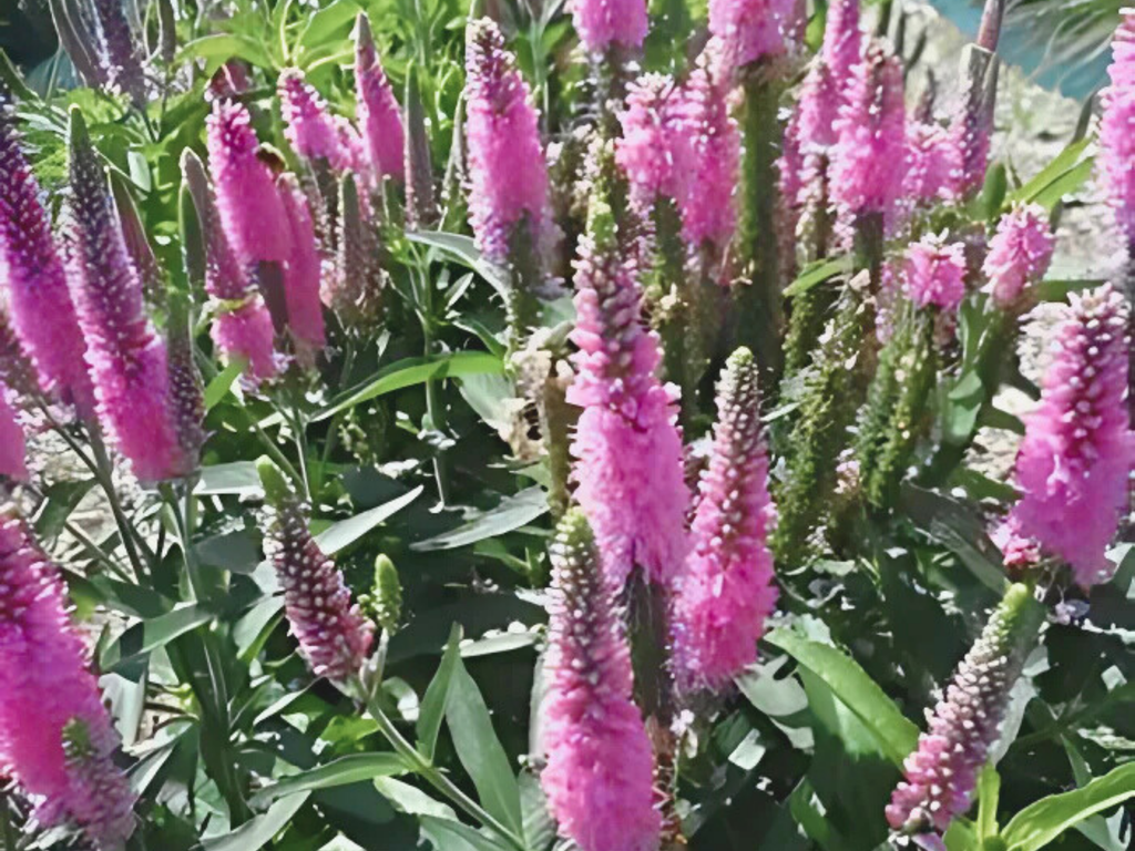 Veronica Skyward™ Pink