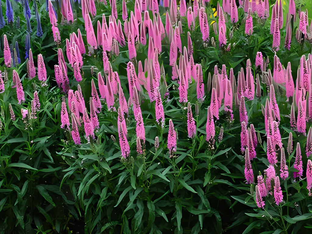 Veronica Skyward™ Pink