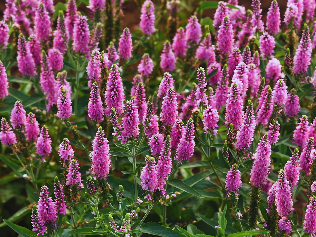 Veronica Skyward™ Pink
