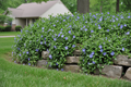 Vinca 'Bowles'