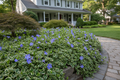 Vinca 'Ralph Shugert'