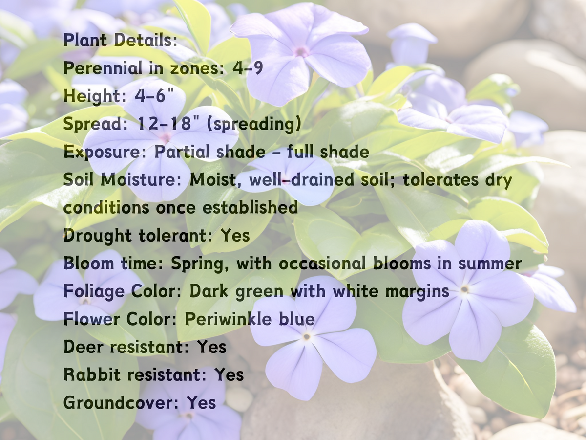 Vinca 'Ralph Shugert'