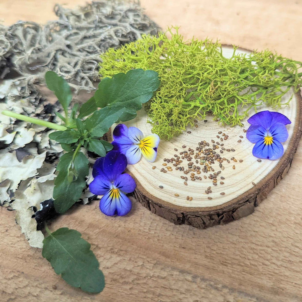 Viola Johnny Jump-Up Seeds