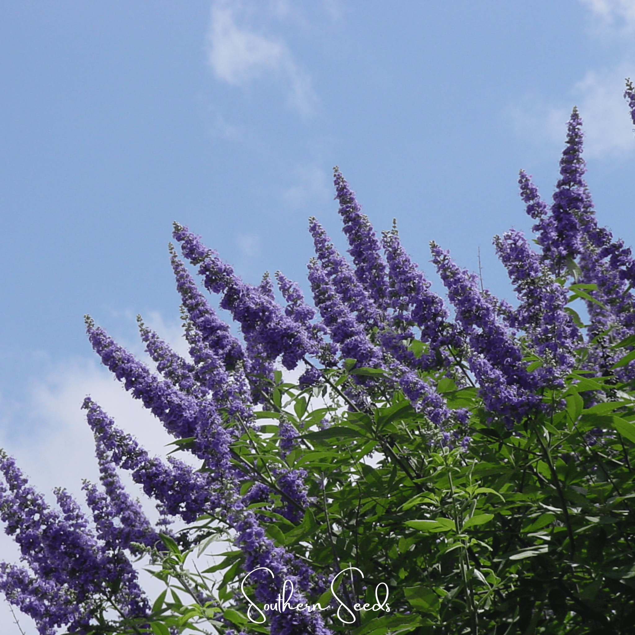 Vitex (Chaste Tree – Texas Lilac) – 20 Seeds
