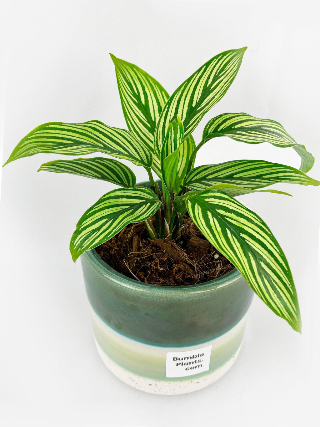 Calathea 'Vittata'
