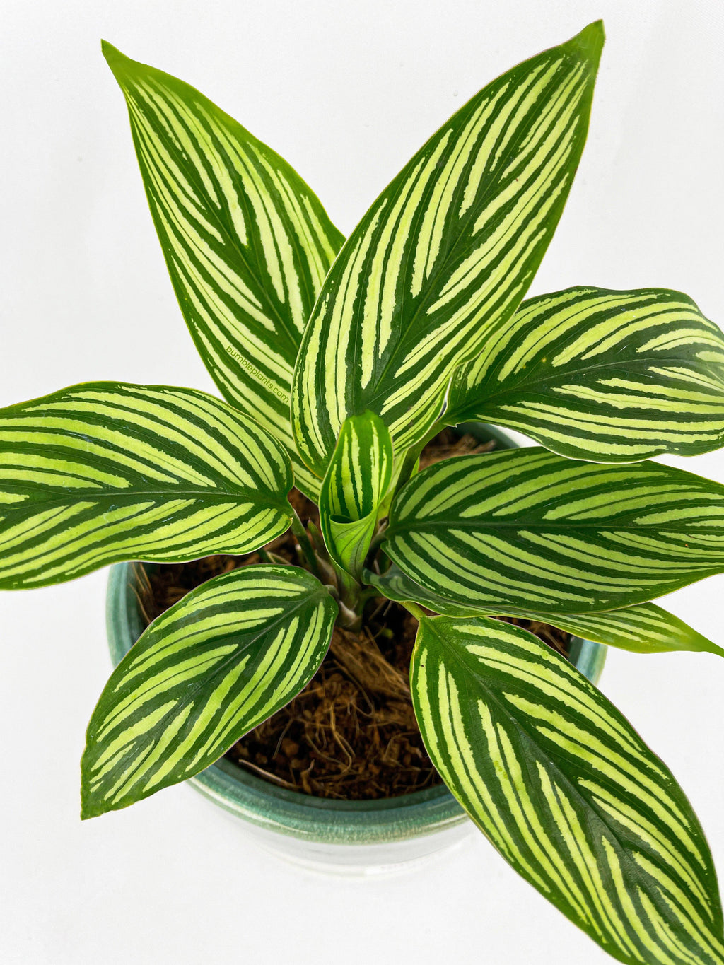 Calathea 'Vittata'