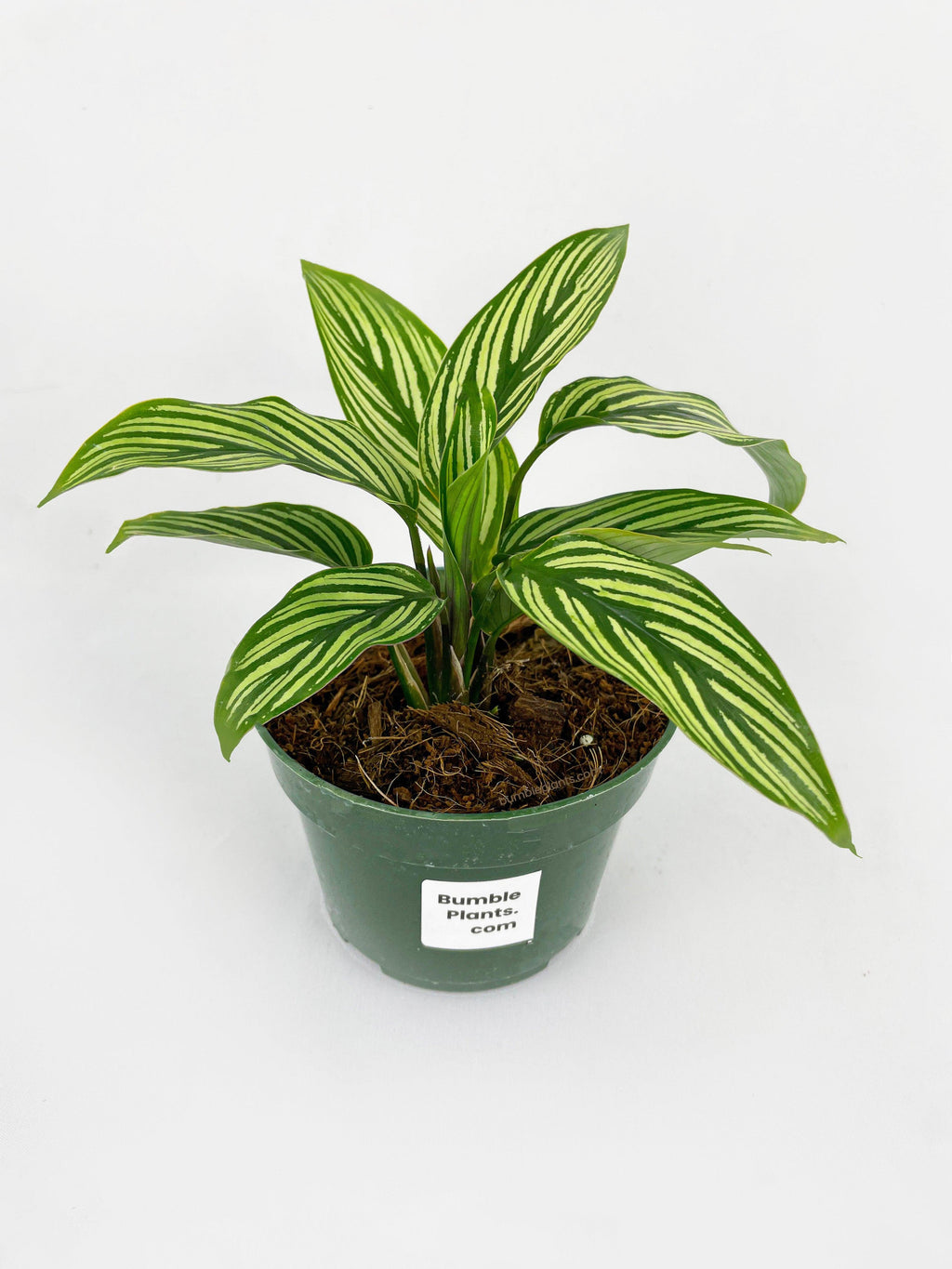 Calathea 'Vittata'