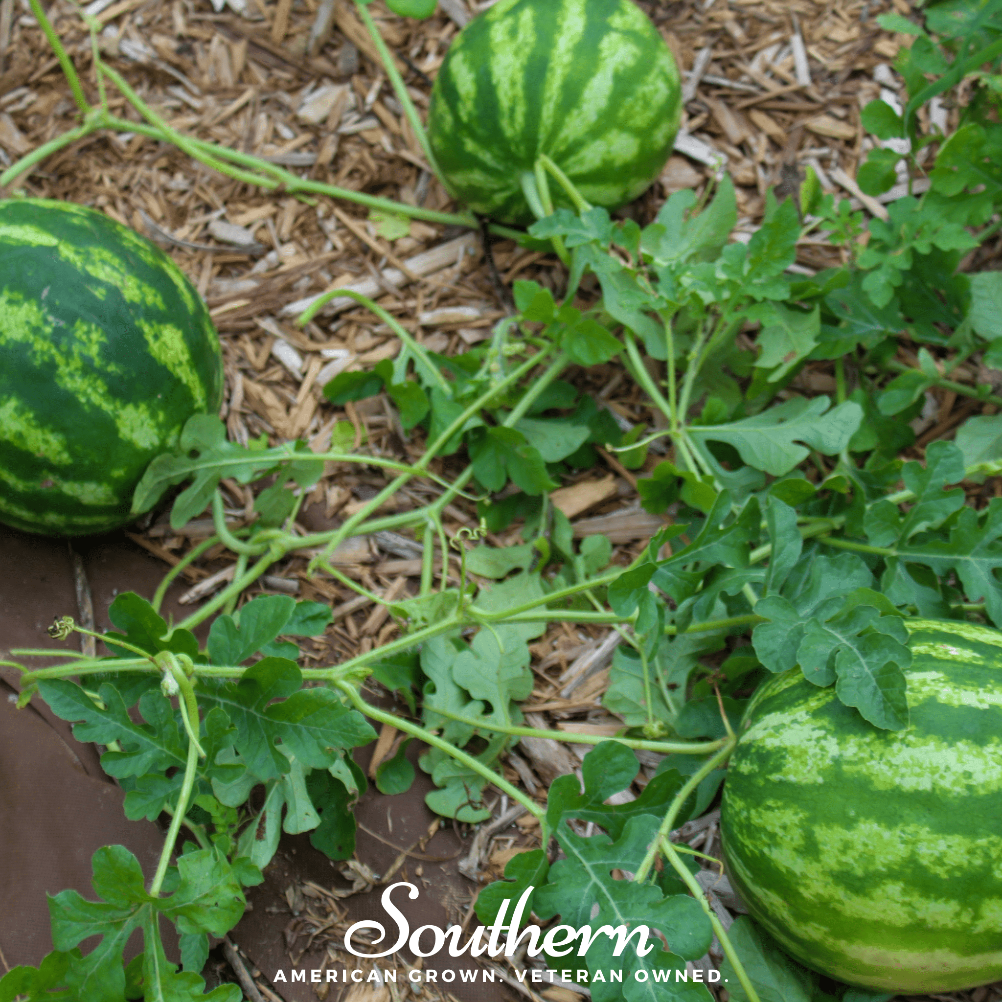 Crimson Sweet Watermelon – 25 Seeds