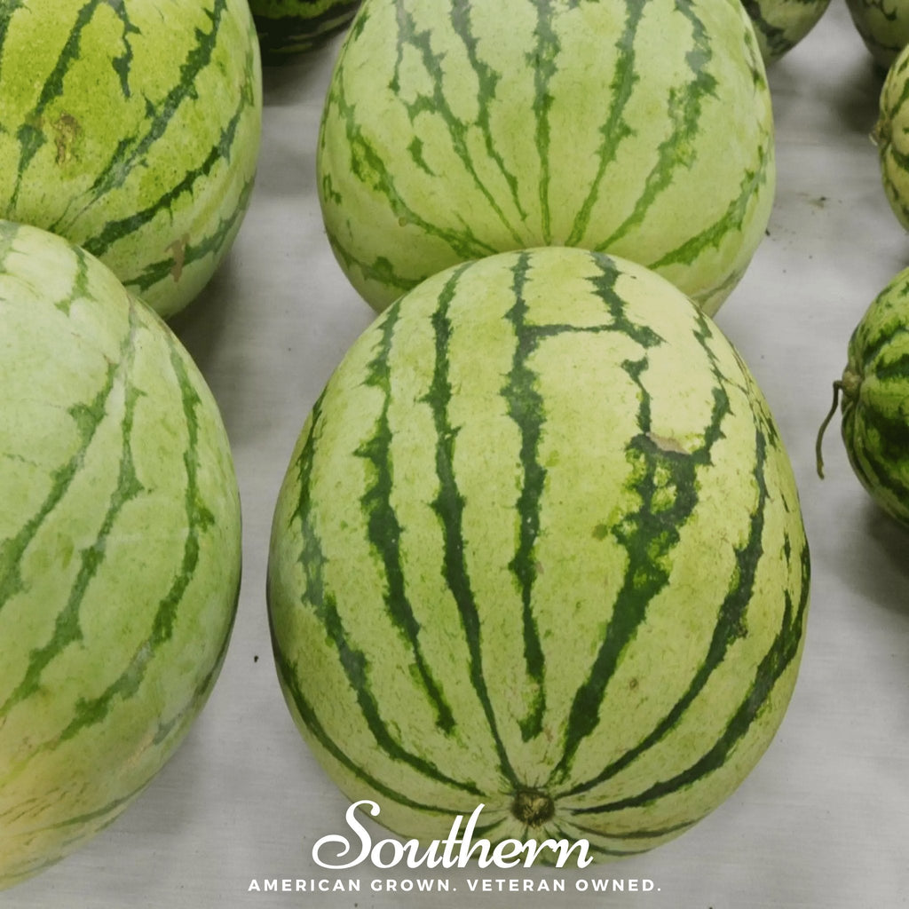 Dixie Queen Watermelon – 25 Seeds
