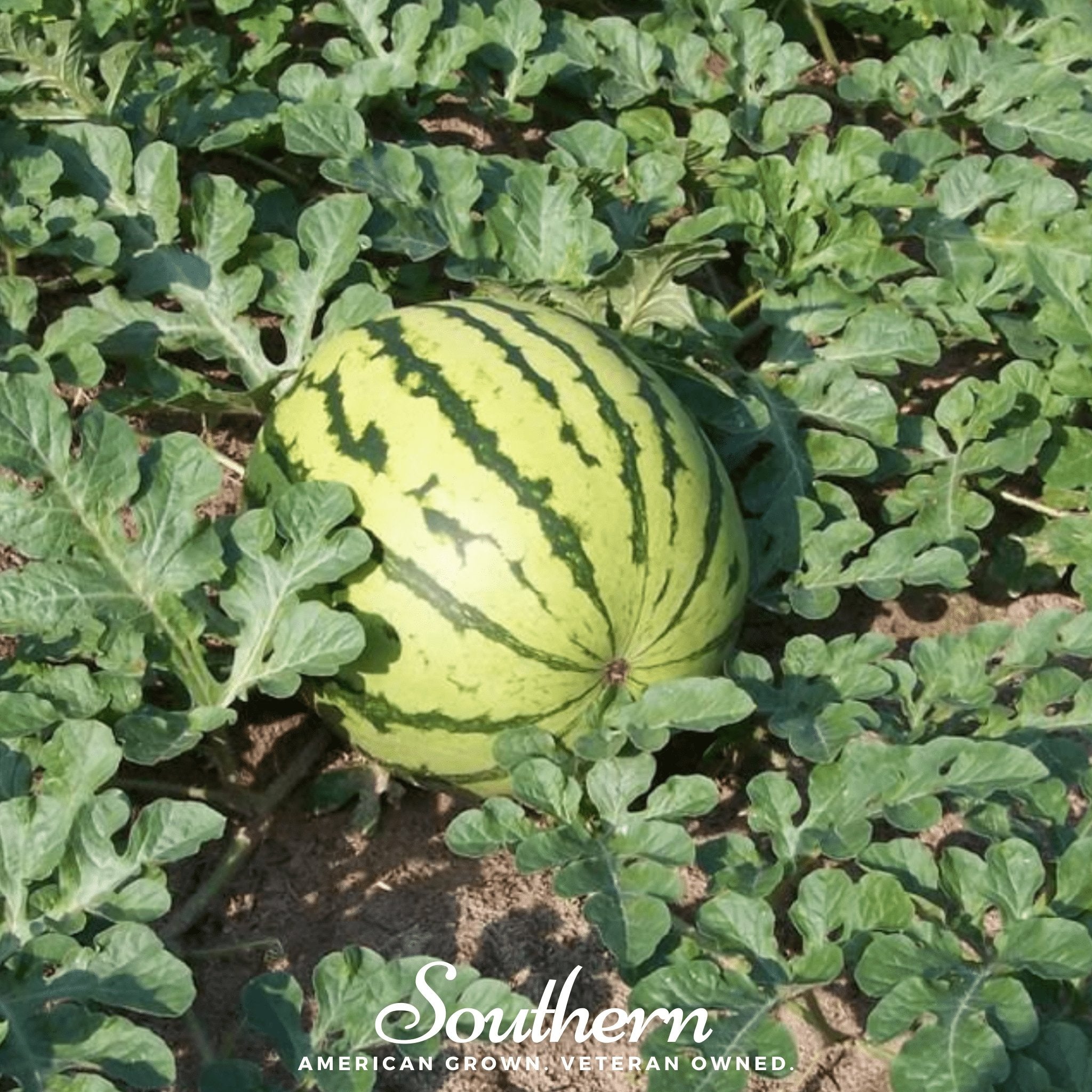 Dixie Queen Watermelon – 25 Seeds