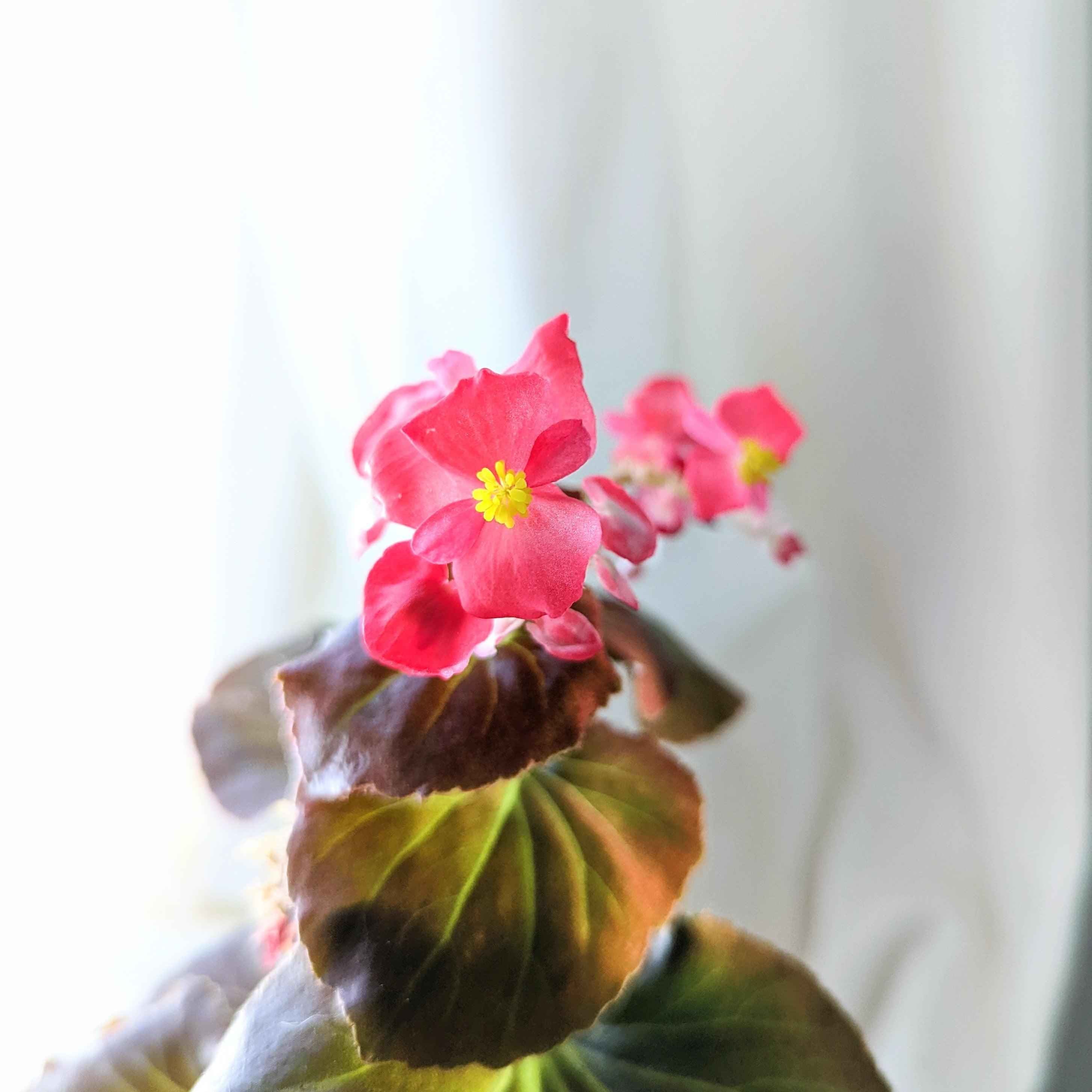 Wax Begonia Seeds