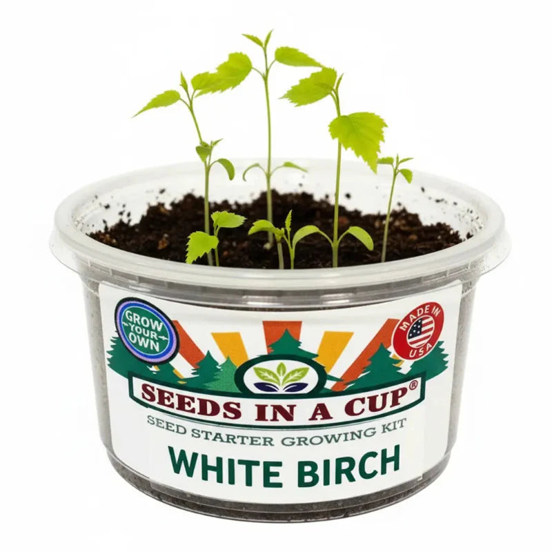 Birch Tree Grow Kit | Grow White Birch from Seed | Seeds In A Cup®