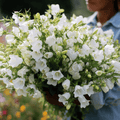 White Canterbury Bells Seeds – Heirloom, Cottage Garden, White Campanula Medium, 100 Seeds