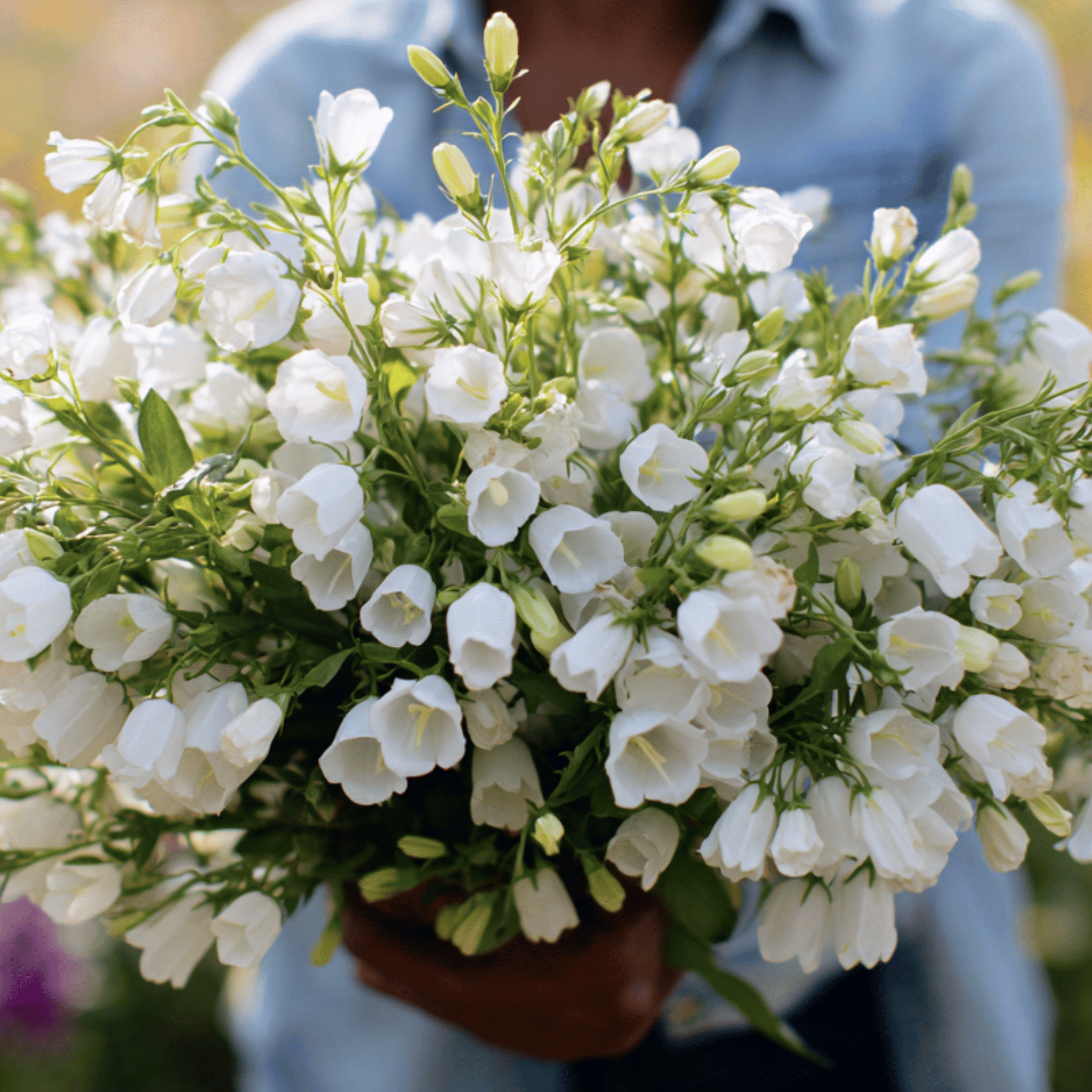 White Canterbury Bells – 100 Seeds