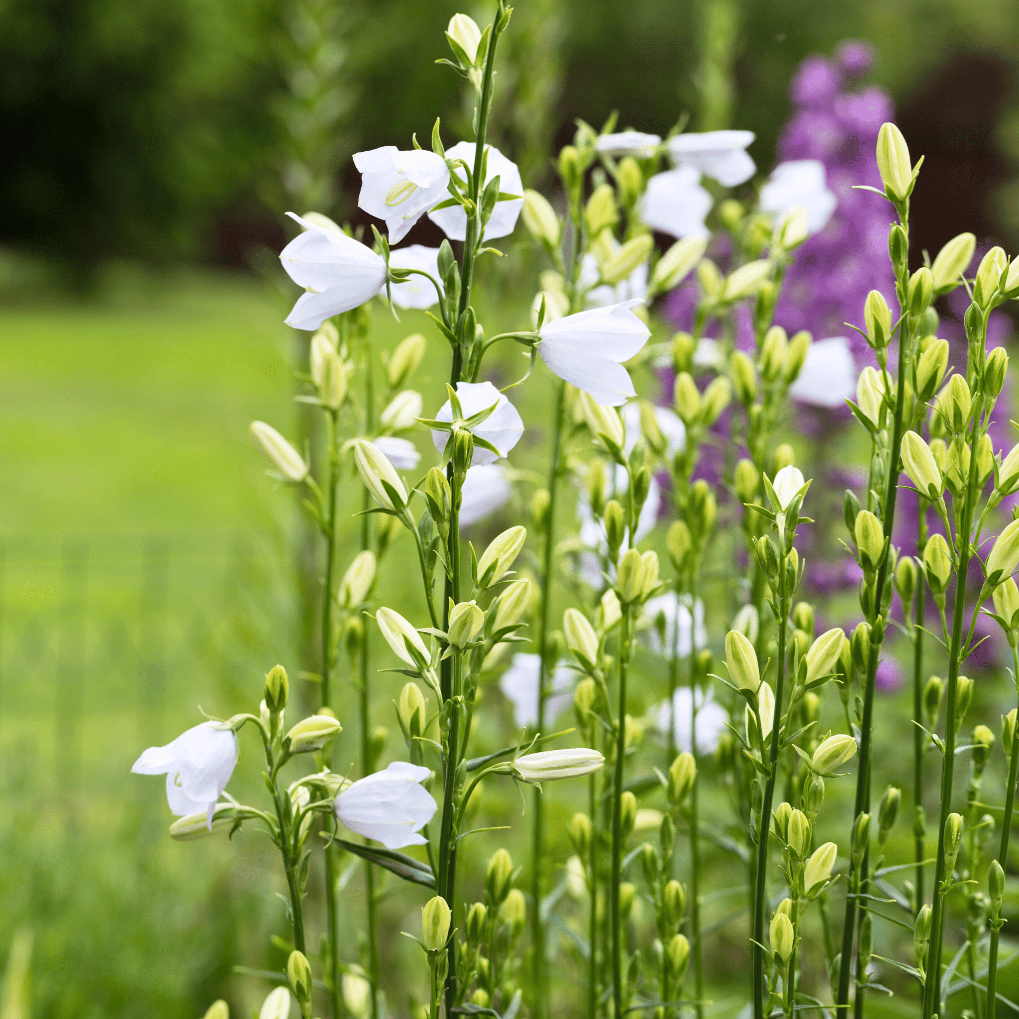 White Canterbury Bells – 100 Seeds