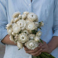 White Strawflower