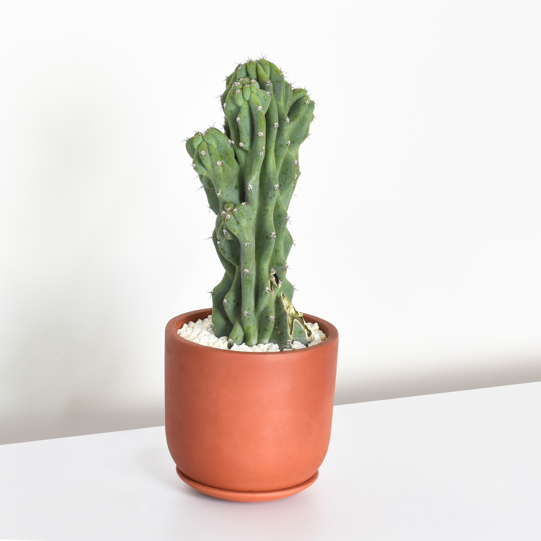 Whitney Round Terracotta Minimalist Planter - Empty