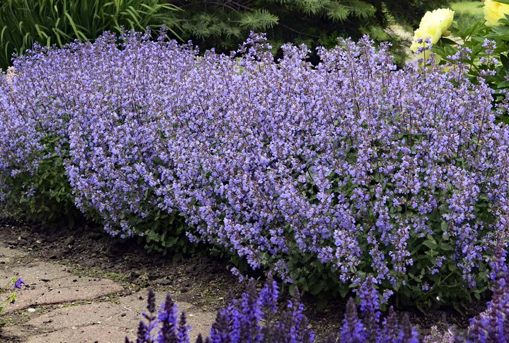 Nepeta 'Early Bird'
