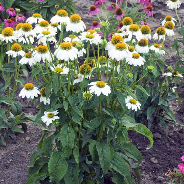 Echinacea 'PowWow® White'