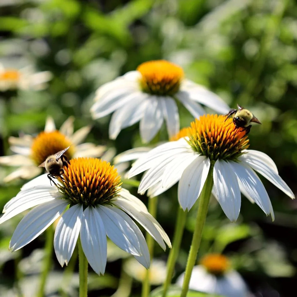 Echinacea 'PowWow® White'