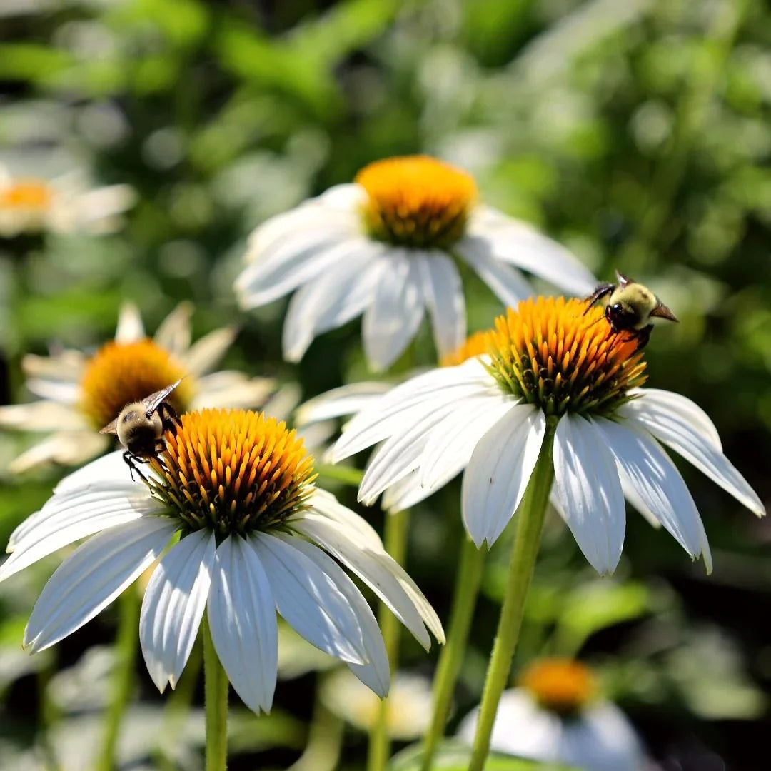 Echinacea 'PowWow® White'