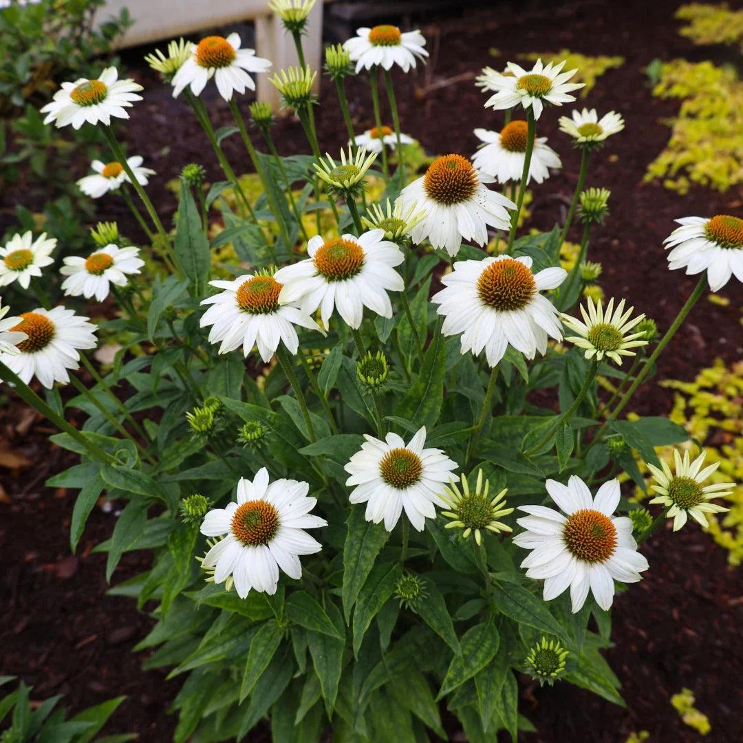 Echinacea 'PowWow® White'