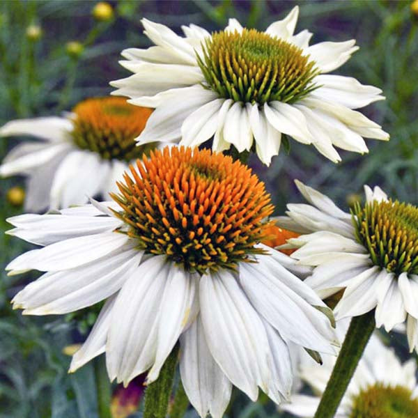 Echinacea 'PowWow® White'