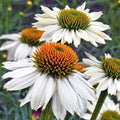 Echinacea 'PowWow® White'