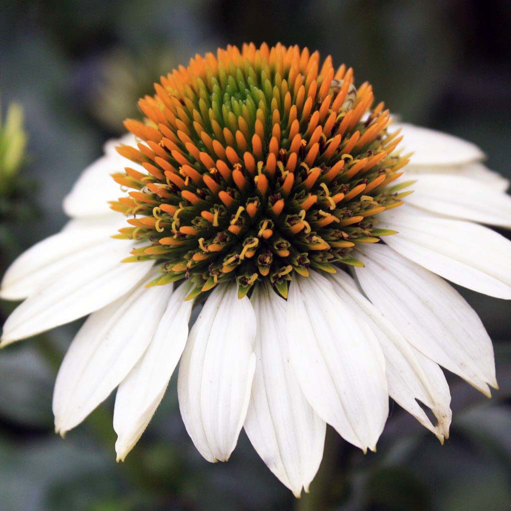 Echinacea 'PowWow® White'