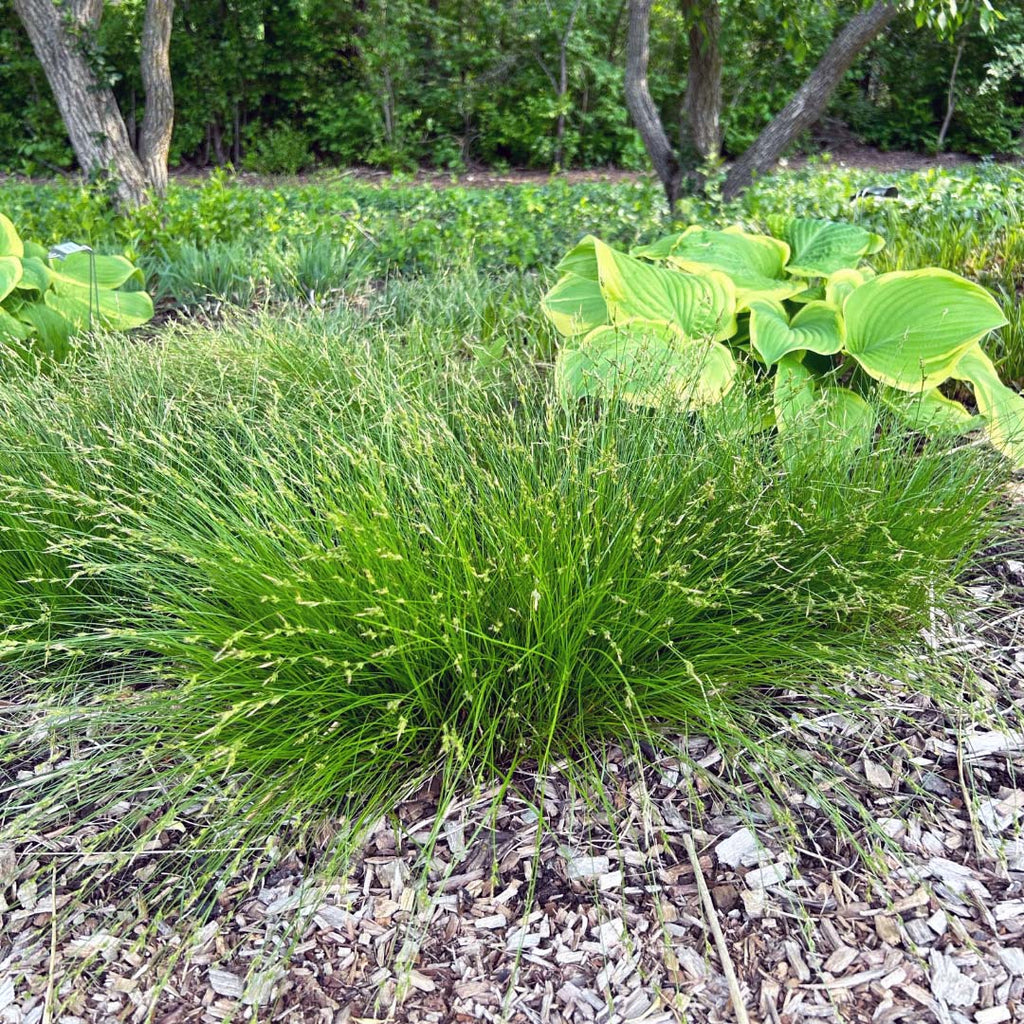 Carex albicans