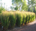 Panicum 'Northwind'