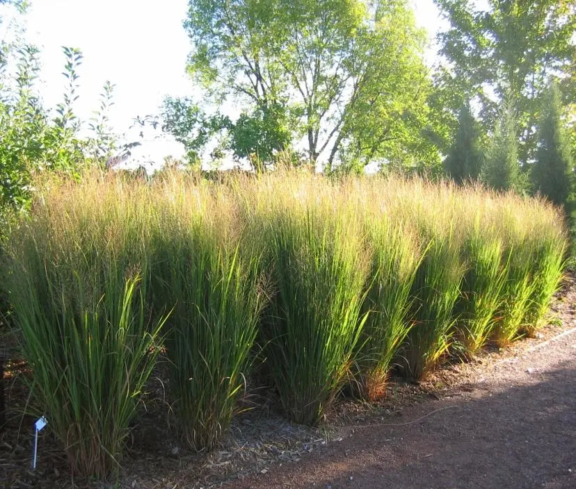 Panicum 'Northwind'