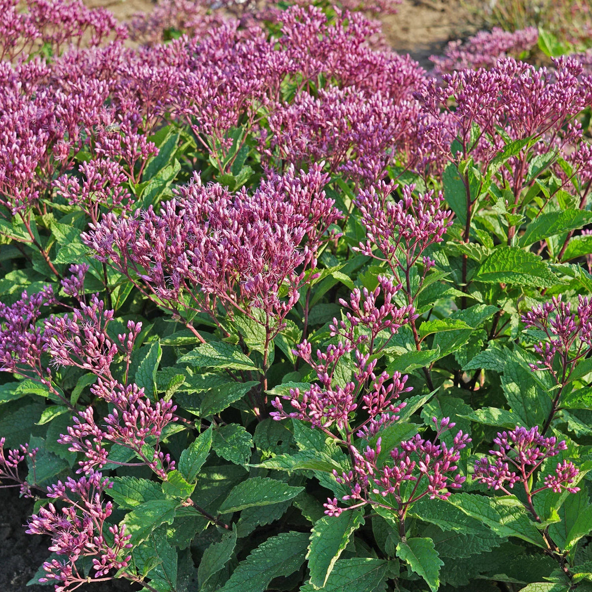 Eupatorium 'Ruby'