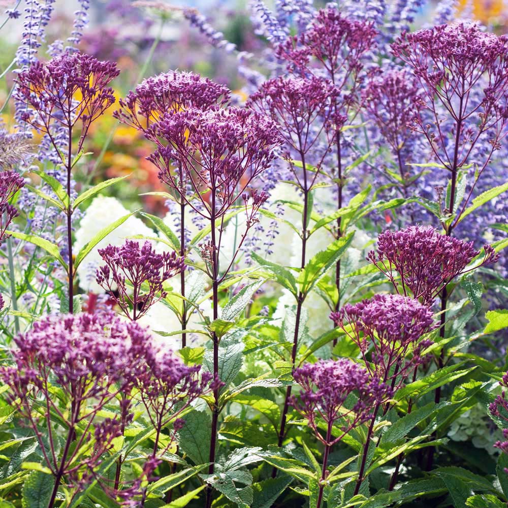 Eupatorium 'Ruby'